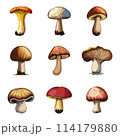 Mushrooms vector illustration 114179880