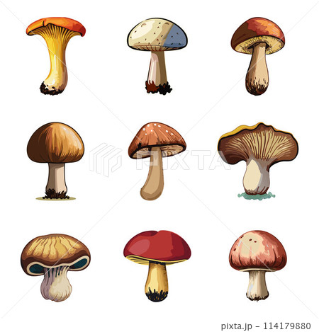 Mushrooms vector illustration 114179880