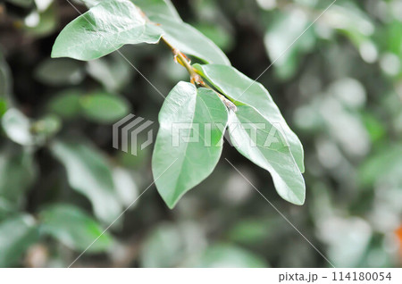 ficus pumila or climbing fig or Climbing Vine 114180054