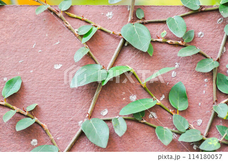 ficus pumila or climbing fig or Climbing Vine 114180057