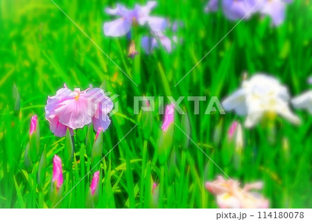 新緑の若葉と鮮やかな赤紫の花菖蒲 114180078