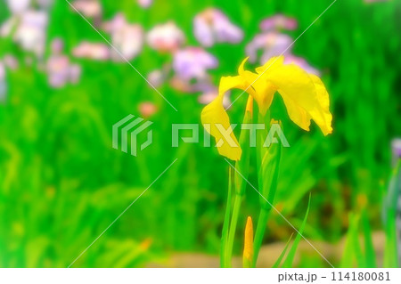 爽やかな新緑と鮮やかな黄菖蒲 114180081