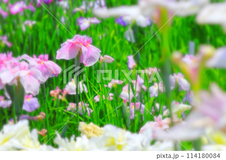 群生する美しいピンクの花菖蒲 114180084