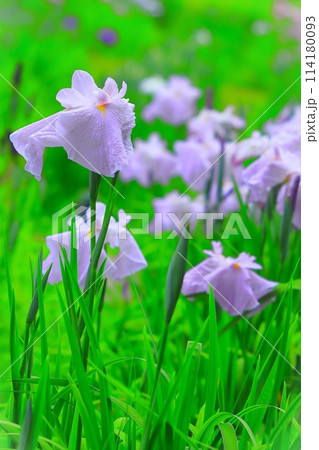 爽やかな薄紫の花菖蒲 114180093