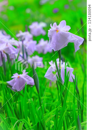 爽やかな薄紫の花菖蒲 114180094