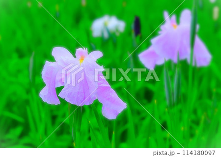 雨上がりの爽やかな薄紫の花菖蒲 114180097