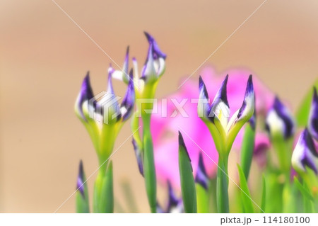 花菖蒲・鷹の爪 花菖蒲・鷹の爪 114180100
