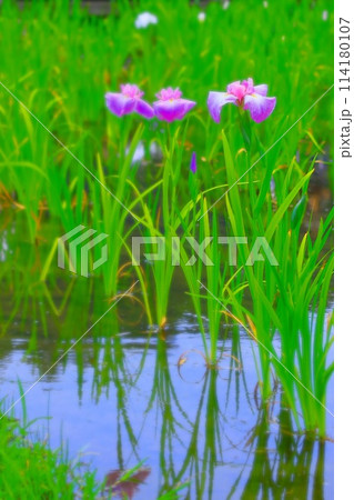 水面に影を映す三輪の花菖蒲 水面に影を映す三輪の花菖蒲 114180107