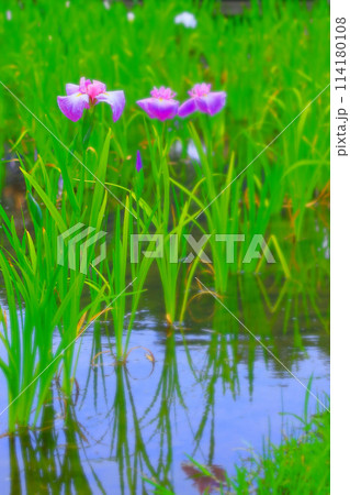 水面に影を映す三輪の花菖蒲 114180108