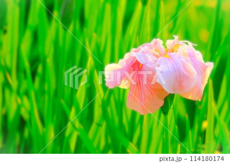 爽やかな薄紅色の花菖蒲 114180174