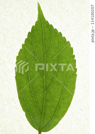エノキ(榎)の若葉と葉脈 エノキ(榎)の若葉と葉脈 114180207