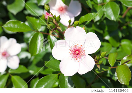 5月のピンクサクリーナ 114180403