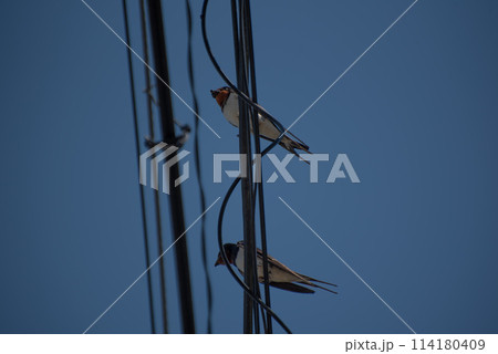 電線に止まるツバメ 114180409