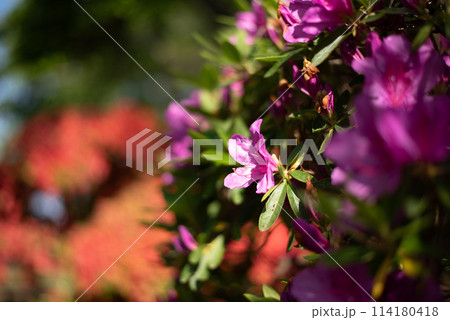 咲き誇るツツジの花 114180418