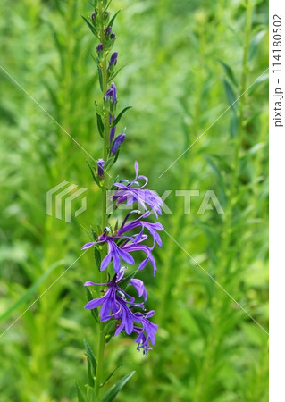 サワギキョウ　山野草　湿地に咲く　紫色の花 114180502