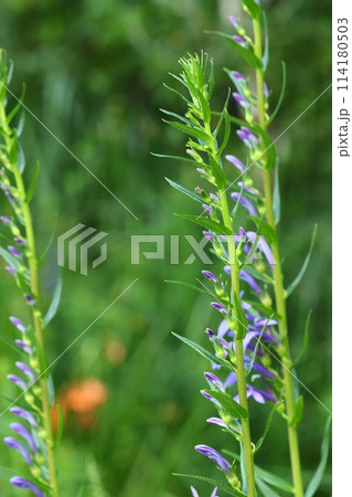 サワギキョウ 山野草 湿地に咲く 紫色の花 サワギキョウ 山野草 湿地に咲く 紫色の花 114180503