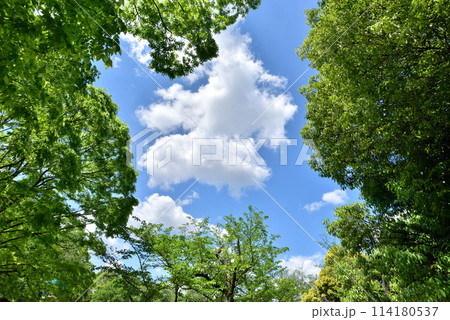 新緑の木々と青い空 新緑の木々と青い空 114180537