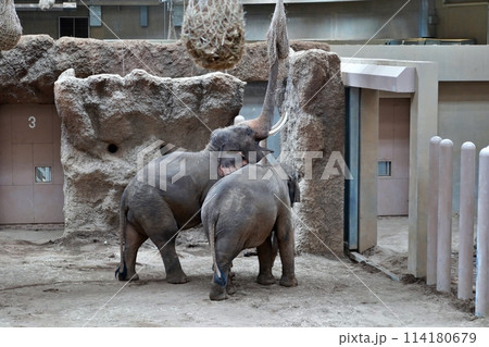 札幌市円山動物園　ぞう舎 114180679