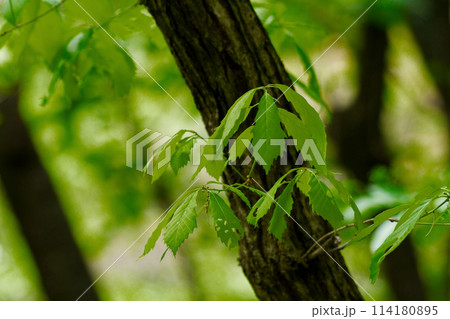ブナ科コナラの新葉 114180895