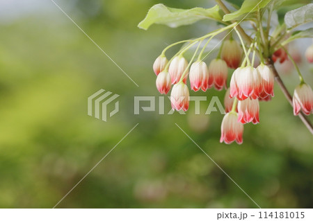 満開のサラサドウダン 114181015