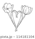 Tulip flower heart vector illustration. Curved leaf shape couple bulb. Open head black outline graphic drawing. Blossom line contour silhouette outline. Wedding romantic pink holiday. Valentine card 114181104