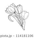 Tulip flower bouquet vector illustration three. Curved leaves bulb head black outline graphic drawing. Botanical wedding ink line contour silhouette outline. Natural spring holiday garden. Pink white 114181106