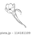 Tulip flower vector illustration. Curved leaf bulb open head. Black outline graphic drawing. Botanical blossom line contour silhouette outline. Natural spring pink summer holiday garden. White bloom 114181109