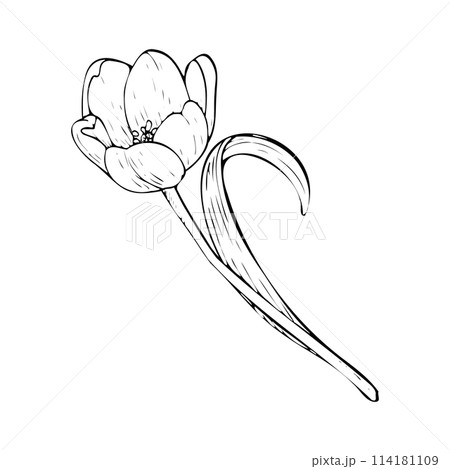 Tulip flower vector illustration. Curved leaf bulb open head. Black outline graphic drawing. Botanical blossom line contour silhouette outline. Natural spring pink summer holiday garden. White bloom 114181109