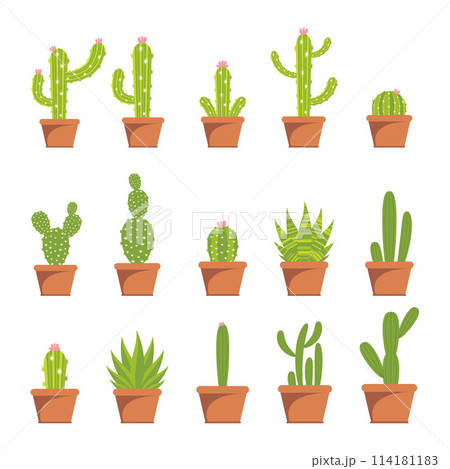 Cactus illustration flat design Cactus illustration flat design 114181183