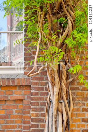 Strangler Fig Tree Growing on Brick Wall with Building in Background 114181237