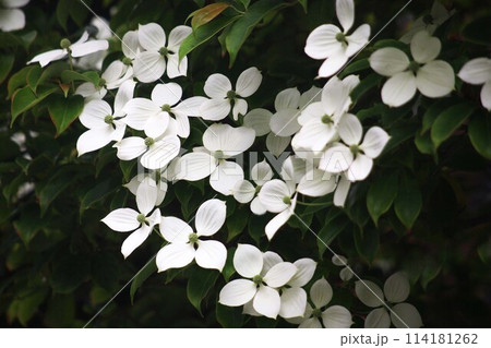 ヤマボウシの白い花 ヤマボウシの白い花 114181262