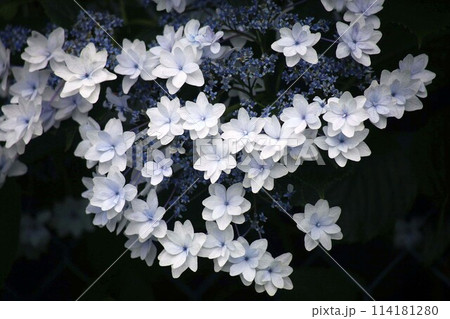 夏の花壇に咲く、ガクアジサイの白い花 114181280