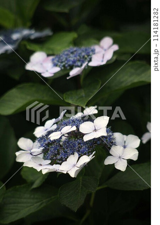 ガクアジサイの白い花咲く 114181282