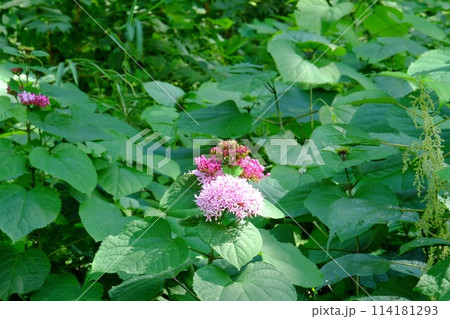 ボタンクサギの花咲く 【相模原市津久井 9月】 ボタンクサギの花咲く 【相模原市津久井 9月】 114181293