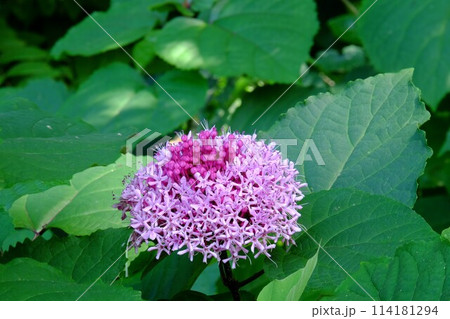 ボタンクサギの花咲く 【相模原市津久井 9月】 ボタンクサギの花咲く 【相模原市津久井 9月】 114181294