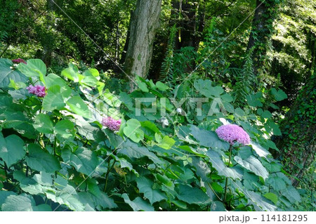 森のボタンクサギ咲く 【相模原市津久井 9月】 森のボタンクサギ咲く 【相模原市津久井 9月】 114181295