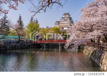 兵庫県姫路市　姫路城と桜と赤い橋 114181374