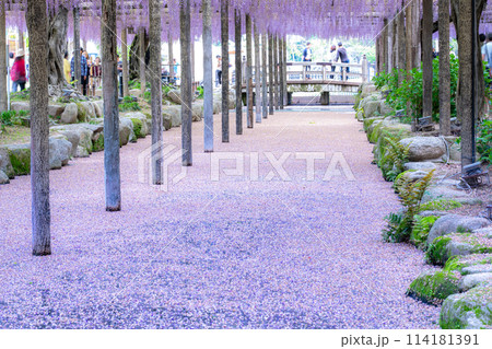 愛知県津島市　天王川公園の藤棚と花筏 114181391