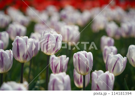 White and purple tulips are in full bloom 114181394