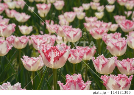 White and pink tulips are blooming in the field White and pink tulips are blooming in the field 114181399