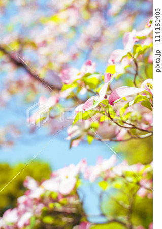 桜の蜜を吸うメジロ 桜の蜜を吸うメジロ 114181403
