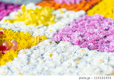 茨城家笠間市　笠間稲荷神社　菊祭り 114181454