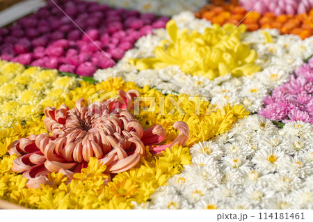 茨城家笠間市 笠間稲荷神社 菊祭り 茨城家笠間市 笠間稲荷神社 菊祭り 114181461