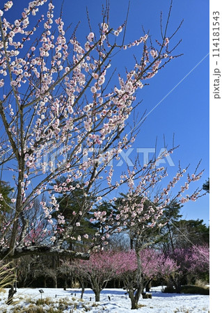 武蔵丘陵森林公園の春の淡雪残る梅園 武蔵丘陵森林公園の春の淡雪残る梅園 114181543