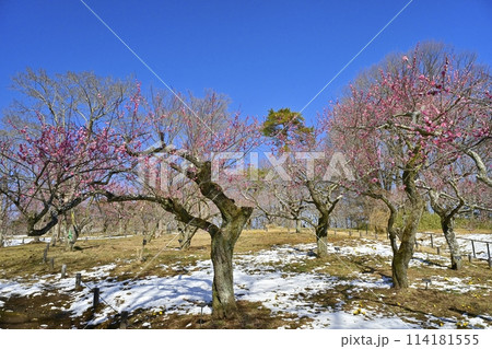 武蔵丘陵森林公園の春の淡雪残る梅園 武蔵丘陵森林公園の春の淡雪残る梅園 114181555
