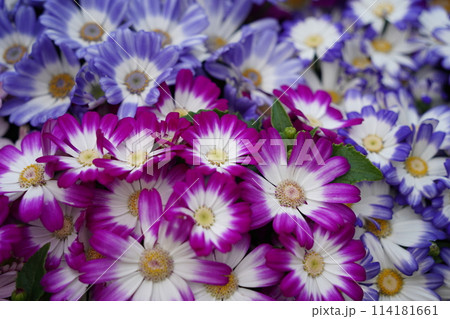 Colorful pastel-toned daisies are in full bloom in the garden. Colorful pastel-toned daisies are in full bloom in the garden. 114181661