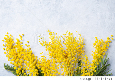a bouquet of yellow mimosa flowers lies on the light concrete background  114181754