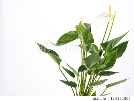 White anthurium. Potted houseplant on an isolated background 114181802