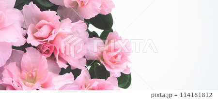 beautiful pink pastel spring flowers on white background. Isolated and copy space. beautiful pink pastel spring flowers on white background. Isolated and copy space. 114181812