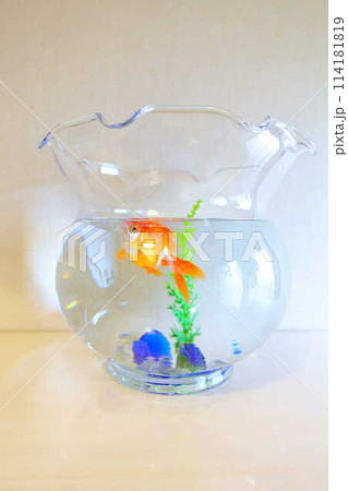 キンギョ　金魚　魚　夏　日本　和 114181819